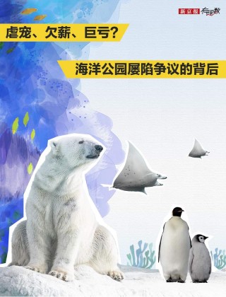 虐宠、欠薪、巨亏？海昌海洋公园怎么了？