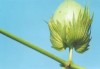 国储棉的剩余量如何确定？确定的方法有哪些不足？