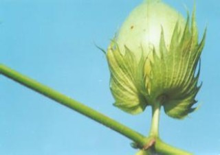 国储棉的剩余量如何确定？确定的方法有哪些不足？