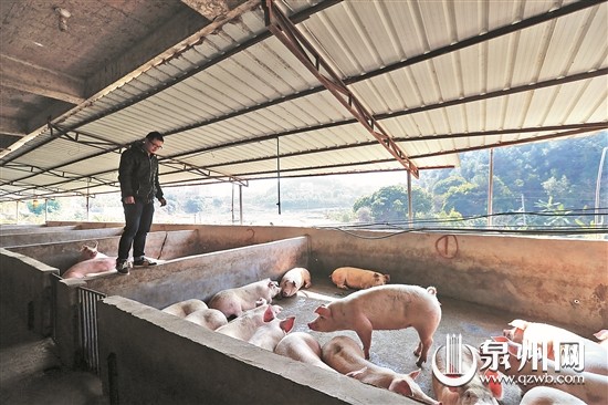 如何恰当购买猪肉期货？购买过程有哪些注意要点？  第1张